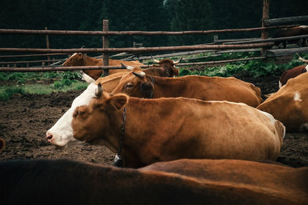 Portrait of cows resting, lying on a ground in a row in a fenced yard high in mountains at daytime in Summer.の写真素材