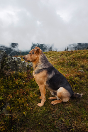 Dog sitting on top of the mountain in Carpathians on a moody cloudy day in Autumn. Unusual guide and friend in adventures.の写真素材