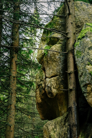 Mysterious masterpiece of nature and time hidden in depth of Carpathian forest, a stone face of a lion.の写真素材