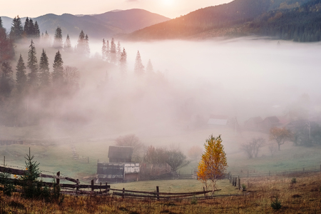 Mountain autumn forest, hills, yellow trees and foggy landscape at sunriseの写真素材