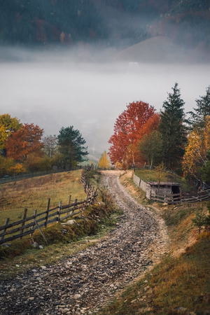 Mountain autumn forest, road, yellow trees and foggy landscape at sunriseの写真素材