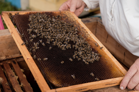 Beekeeper holding a honeycomb full of bees and inspecting honey frame at apiary.の写真素材
