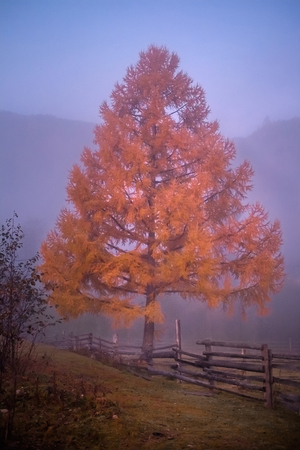 Autumn mountain landscape and stand alone yellow tree in the foggy forestの写真素材