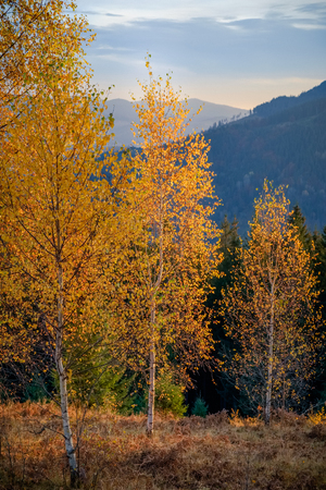 Mountain autumn forest, hills, yellow trees and foggy landscape at sunriseの写真素材