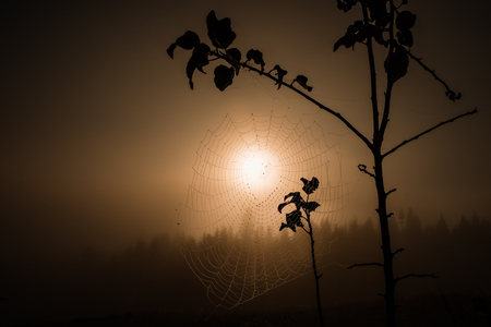 Close up rain drop on the spider web in sunrise autumn backgroundの写真素材