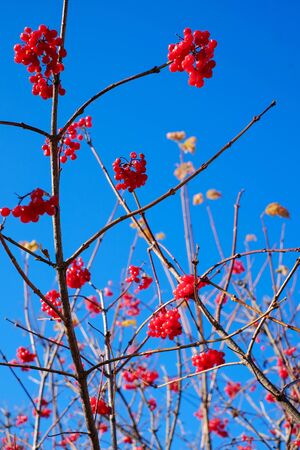 Raceme ripe red berries of guelder rose on blue sky backgroundの写真素材