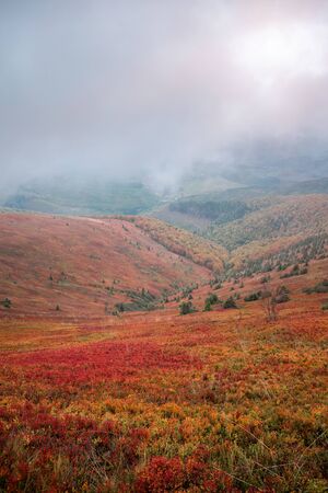 Borzhava mountain range in golden autumn foggy landscape. Hills covered by red carpet leaves. Beautiful Ukraineの写真素材