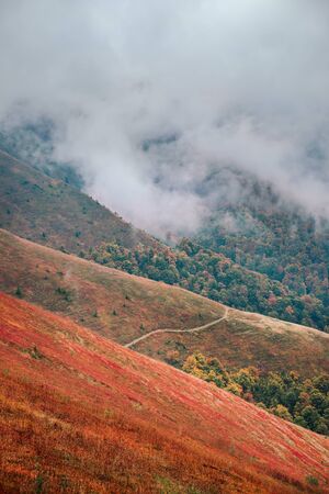 Borzhava mountain range in golden autumn foggy landscape. Hills covered by red carpet leaves. Beautiful Ukraineの写真素材