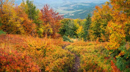 Panoramic landscape of Borzhava mountain range in golden autumn time. Red leaves covered hills . Ukraineの写真素材