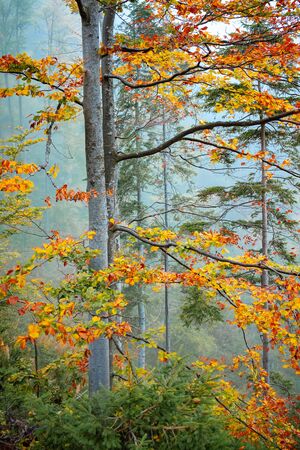 Alone tree in autumn forest covered yellow leaves on blue fog backgroundの写真素材