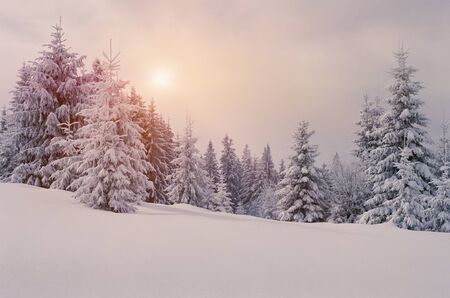Snowy winter fairytale landscape of virgin nature of the fir forest high in mountains at daytime. Shot on film camera with noise and grainの写真素材