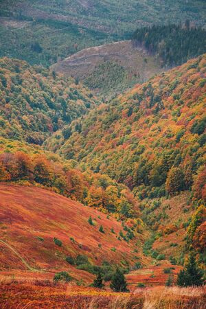 Borzhava mountain range in golden autumn foggy landscape. Hills covered by red carpet leaves. Beautiful Ukraineの写真素材