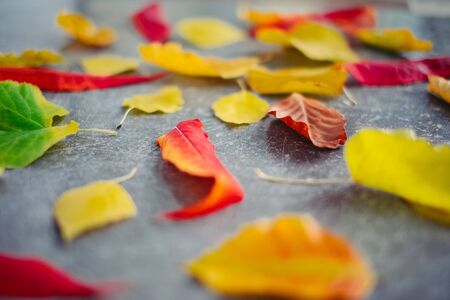 Top view of colorful autumn leaves on gray background. Shallow depth of fieldの写真素材