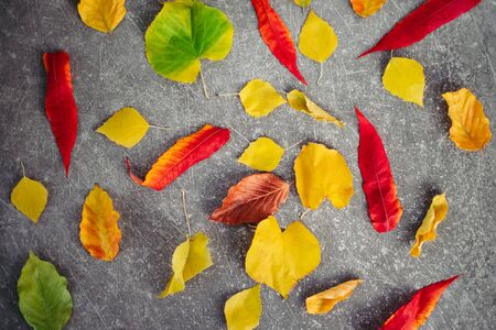 Top view of colorful autumn leaves on gray background. Flat lay. Shallow depth of fieldの写真素材