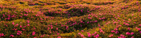 Beautiful valley with blossoming rhododendron flower on sunsetの写真素材