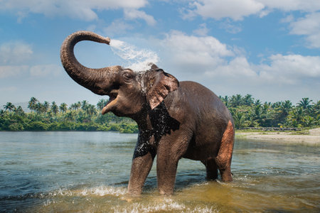 Elephant washing and splashing water through the trunk in the riverの写真素材