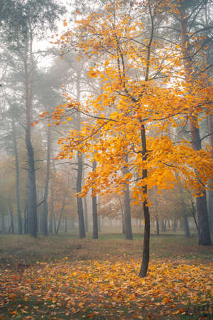 Alone tree with yellow leaves in autumn forestの写真素材