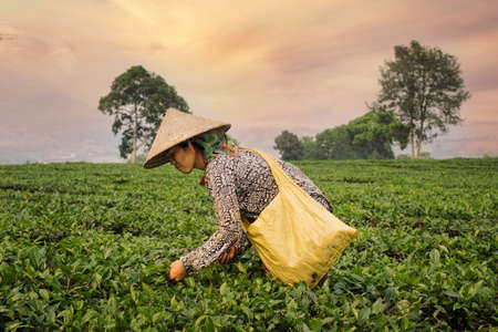 Vietnamese woman picking tea leaves in Sapa plantationのeditorial素材