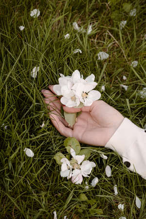 Woman hand flowers ion green grassの写真素材