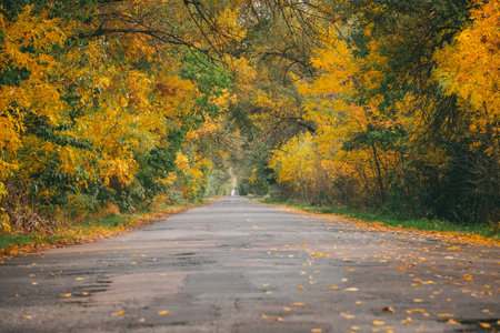 Road through Autumn fores tunnel at sunsetの写真素材