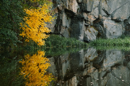 Autumn tree with yellow leaves reflected in waterの写真素材