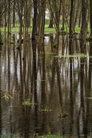 Trees flooded with water in the forest at springの写真素材