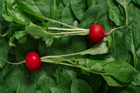 Top View of greenery spinach leaves and radishの写真素材