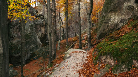Winding path through deciduous autumn forest, covered fallen leavesの写真素材