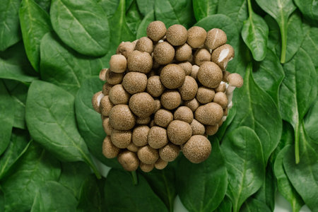 Superfood Boletus mushrooms with spinach leavesの写真素材