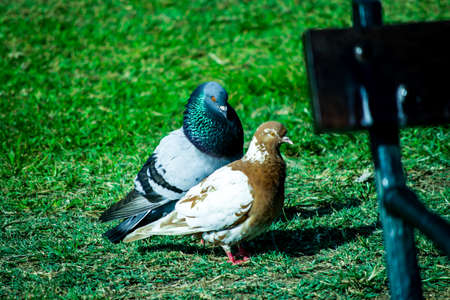 doves matingの写真素材