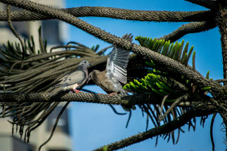 Doves in a treeの写真素材