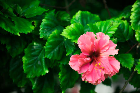 Pink flowerの写真素材