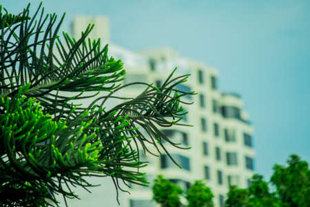 Green plantsの写真素材