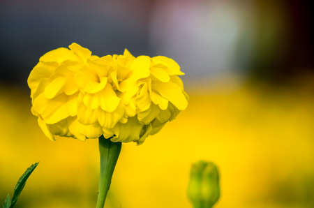 Flowerの写真素材