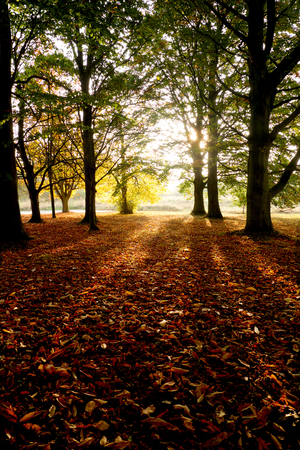 The sun is shining directly through trees leaving shafts of sun light onto a carpet of golden Autumn leavesの写真素材
