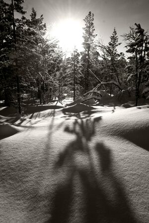 black and white photograph arctic landscape with virgin snow and trees sunlight casting long shadowsの写真素材