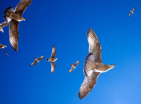 6 seagulls flying overhead, view point directly underneath looking up 3 of the seagulls are in a line, one seagull is very near, bright blue sky, bright colours, full wing spans of seagullsの写真素材