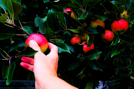 close up of A caucasian middle aged womans hand reaching out to pick an red apple of an apple tree, there are leaves from the tree and about 8 other apples in the background growing on the treeの写真素材