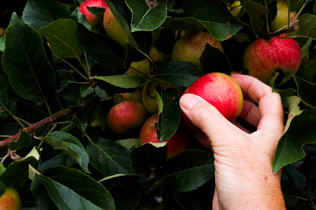 close up of A caucasian middle aged womans hand reaching out to pick an red apple of an apple tree, there are leaves from the tree and about 8 other apples in the background growing on the treeの写真素材