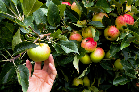 close up of A caucasian middle aged womans hand reaching out to pick an red apple of an apple tree, there are leaves from the tree and about 8 other apples in the background growing on the treeの写真素材