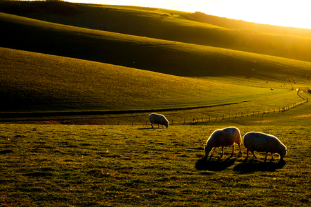Sussex rolling hills with three sheep in the foreground grazing in a fieldの写真素材
