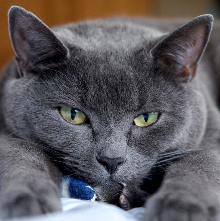 Grey, British Blue cat lying down, front paws out stretched towards camera, face and eyes looking at the camera, gray fur, green yellow eyes, close upの写真素材