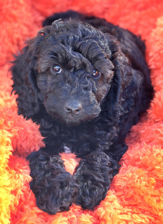 Black cockapoo curly haired puppy lying on an orange fluffy blanket the puppy is stairing directly into the camera with her front two paws stretched out infront of herの写真素材