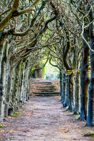looking down the middle of a tree lined pathway, the treea are old a knarled the top of the trees are wound together forming an arch, it is Autumn Fall and the pathway is covered in golden leaves at the end of the pathway are eight stone steps which are also covered in leaves the image has a fairytale feel about it, vertical formatの写真素材