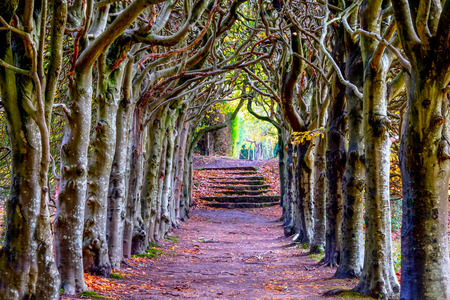 looking down the middle of a tree lined pathway, the treea are old a knarled the top of the trees are wound together forming an arch, it is Autumn Fall and the pathway is covered in golden leaves at the end of the pathway are eight stone steps which are also covered in leaves the image has a fairytale feel about itの写真素材
