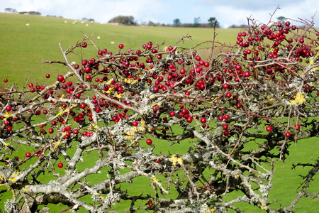 Close-up of a ripe red hawthorn berry bush with about two hundred red berries on it,  Crataegus monogyna, in late autumn, cuckmere Haven, south downs national park, East Sussex,の写真素材