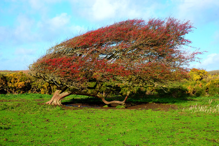 A windswept ripe red hawthorn berry bush in a green field with a row of low bushes behind and a big blue sky with white fluffy clouds, Crataegus monogyna, in late autumn, Friston, Seven Sisters, East Sussex,の写真素材