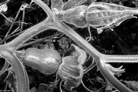 Black and white photograph of a butternut Squash plant showing in detail all the shape texture and structure of the plant including two small squashes with flowers on the end that are growing on the plant, there are detailed tenticals growing on the plant the background behind is blackの写真素材