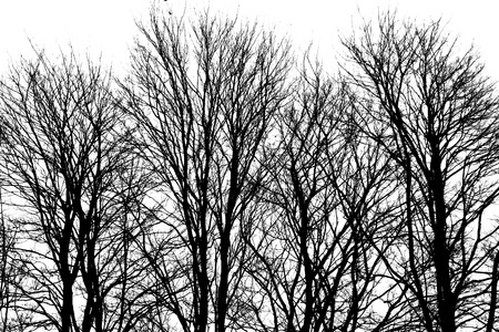 four bare trees with lots of branches in the winter the trees are silhoutted black and the sky in the back ground is white, the image has a lot of shape and texture in it.の写真素材
