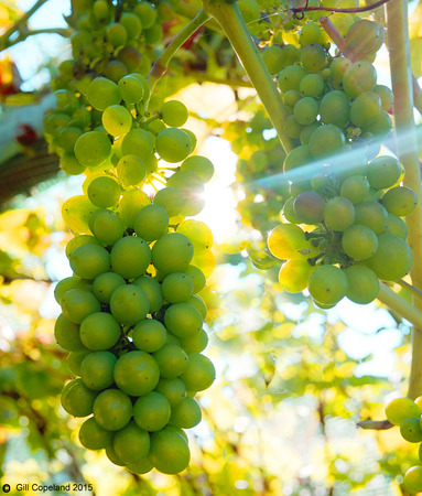 Big bunches of green grapes hanging down, growing on a grape vine, behind the grapes the sun is shining through the vine casting a light beam across the grapesの写真素材
